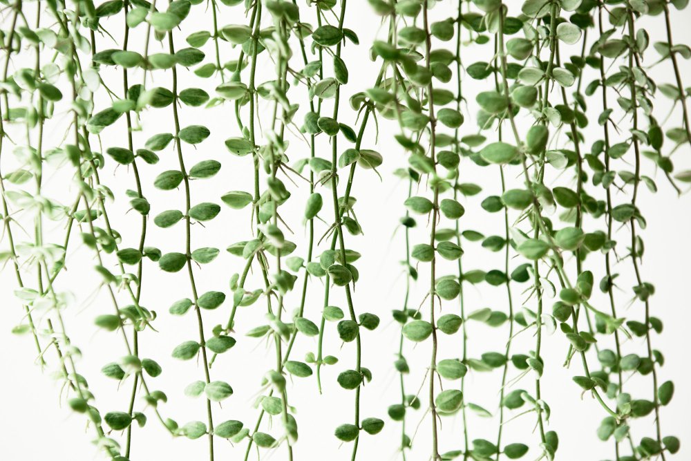 how to decorate living room with plants